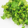 korianderblaetter-frisch-coriander-leaves-hara-dhania