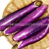 aubergine-frisch-egg-plant-brinjal-baingan-lang-indien
