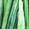 schlangengurke-frisch-snake-gourd-padval-pudalankaai